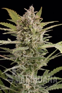 Critical + 2.0 Autoflowering - DINAFEM