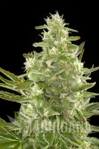 Critical + Autoflowering - DINAFEM