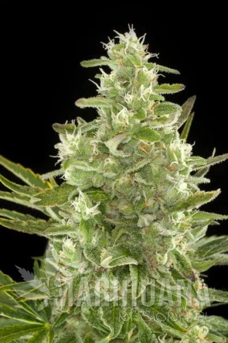 DINAFEM - Critical + Autoflowering