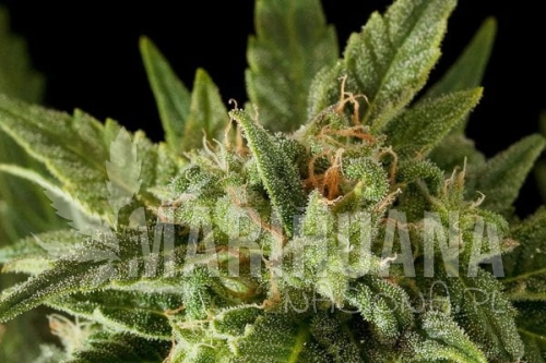 DINAFEM - Fruit Autoflowering