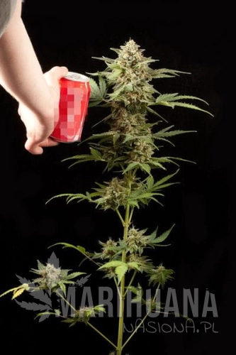 DINAFEM - Haze Autoflowering
