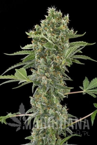 Moby Dick Autoflowering - DINAFEM