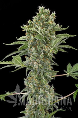 DINAFEM - Moby Dick Autoflowering