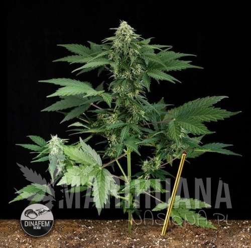 DINAFEM - Roadrunner Autoflowering