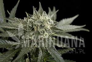 Roadrunner #2 Autoflowering - DINAFEM