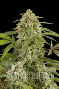 White Widow Autoflowering - DINAFEM
