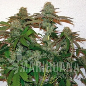8 Ball Kush - BARNEY’S FARM