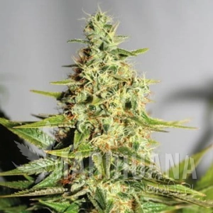Acapulco Gold - BARNEY’S FARM