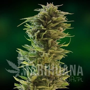 BARNEY’S FARM - Amnesia Lemon