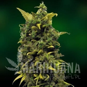 Blue Cheese - BARNEY’S FARM