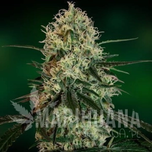 Chronic Thunder - BARNEY’S FARM
