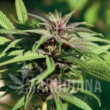 BARNEY’S FARM - Crimea Blue