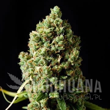 BARNEY’S FARM - Critical Kush