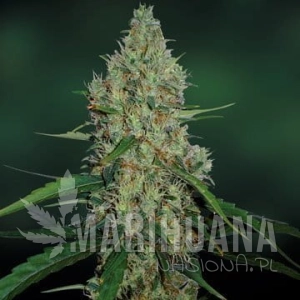 G13 Haze - BARNEY’S FARM