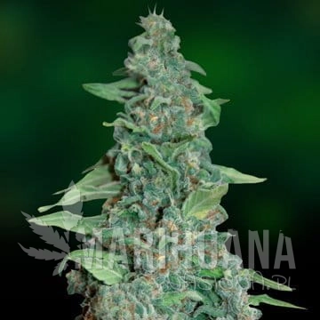 BARNEY’S FARM - Honey B