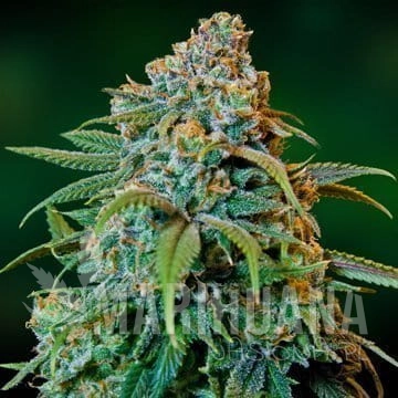 BARNEY’S FARM - Liberty Haze