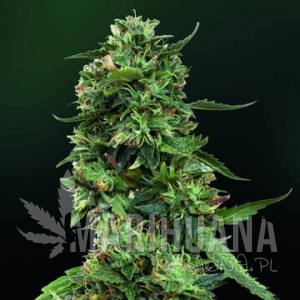 LSD - BARNEY’S FARM