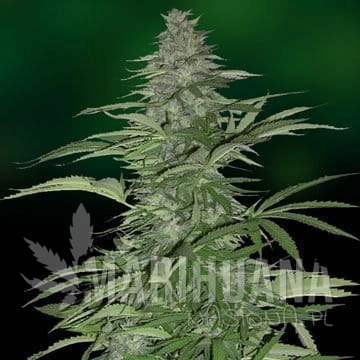 BARNEY’S FARM - Morning Glory
