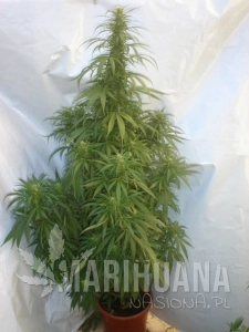 Night Shade - BARNEY’S FARM
