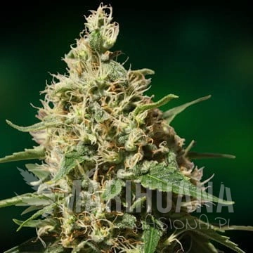 BARNEY’S FARM - Peppermint Kush