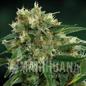 Phatt Fruity - BARNEY’S FARM