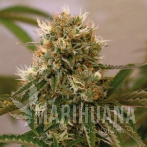 Red Cherry Berry - BARNEY’S FARM