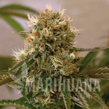 BARNEY’S FARM - Red Cherry Berry