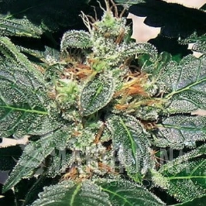 Red Diesel - BARNEY’S FARM