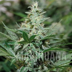 Red Dragon - BARNEY’S FARM