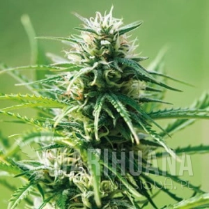 Sweet Tooth - BARNEY’S FARM