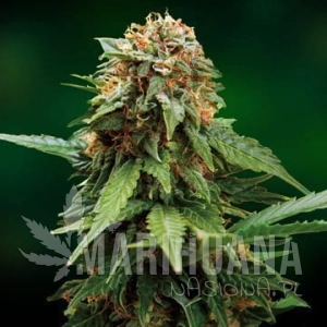 Tangerine Dream - BARNEY’S FARM