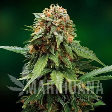 BARNEY’S FARM - Tangerine Dream