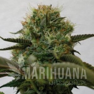 Top Dawg - BARNEY’S FARM