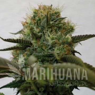 BARNEY’S FARM - Top Dawg
