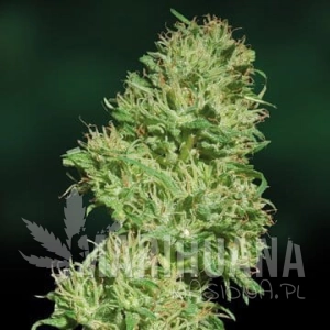 Utopia Haze - BARNEY’S FARM