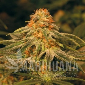 Vanilla Kush - BARNEY’S FARM
