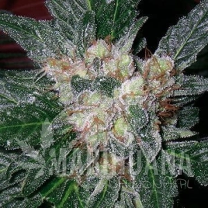 Violator Kush - BARNEY’S FARM