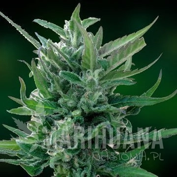 BARNEY’S FARM - Blue Mammoth Auto