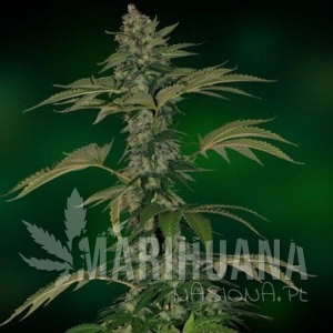 Grape Muerto Auto - BARNEY’S FARM