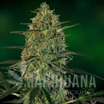 BARNEY’S FARM - Malana Bomb Auto