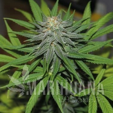 BARNEY’S FARM - Pineapple Express Auto