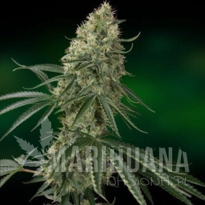 Sin Tra Bajo - BARNEY’S FARM