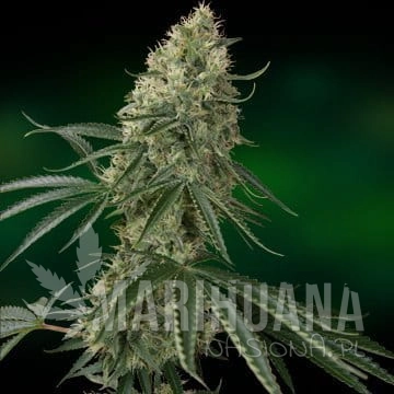BARNEY’S FARM - Sin Tra Bajo