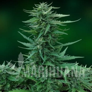 Sweet Tooth Auto - BARNEY’S FARM