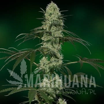 BARNEY’S FARM - Tangelo Rapido Auto