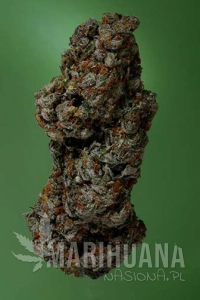 Amnesia Haze - SOMA SEEDS