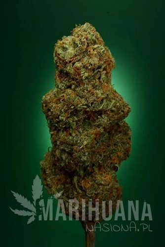 SOMA SEEDS - Buddha’s Sister