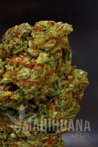 Lavender - SOMA SEEDS