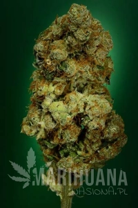 N.Y.C. Diesel - SOMA SEEDS