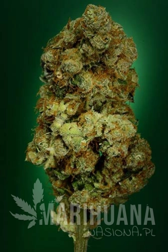 SOMA SEEDS - N.Y.C. Diesel